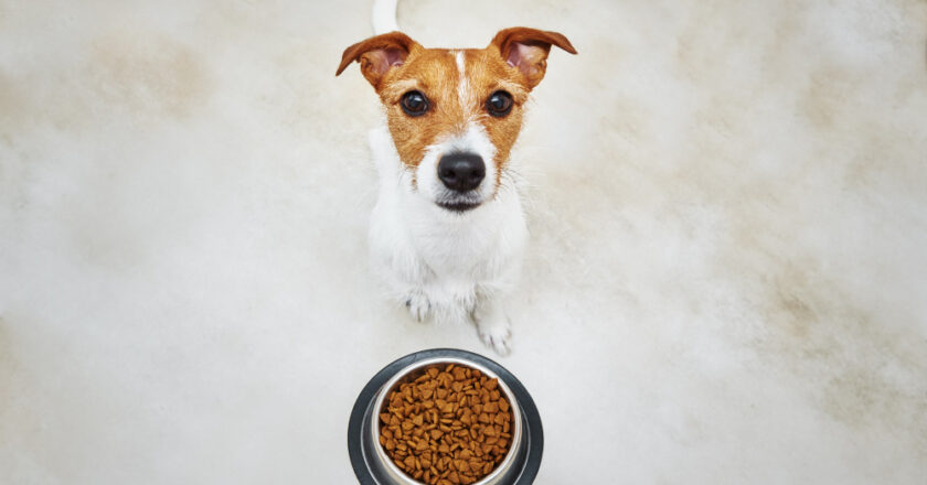 Karma dla psa – żywienie ma znaczenie!